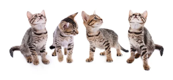 Collection of small striped kitten isolated on white — Stock Photo, Image