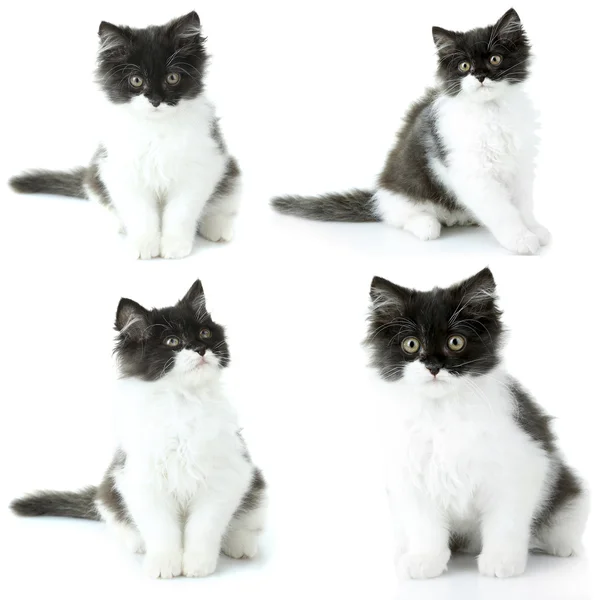 Collection of cute kitten isolated on white — Stock Photo, Image