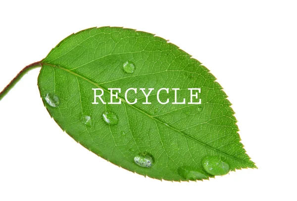 Símbolo de reciclagem de palavras em folha verde, conceito de reciclagem — Fotografia de Stock