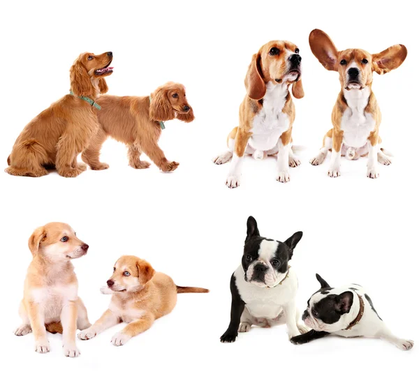 Colagem de cães — Fotografia de Stock