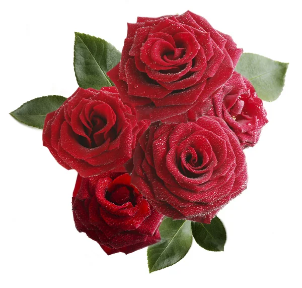 Strauß schöner roter Rosen auf weißem Grund — Stockfoto