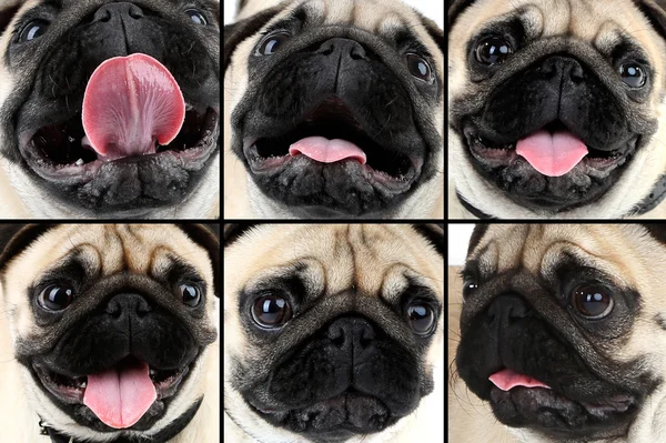 Chien Pug portraits collage — Photo