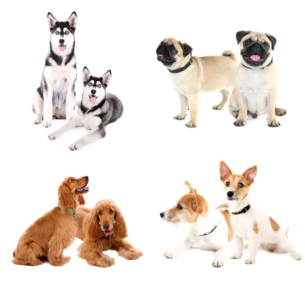 Hundecollage — Stockfoto