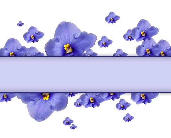 Mooie saintpaulia bloemen en kaart met ruimte voor uw tekst op wit wordt geïsoleerd — Stockfoto