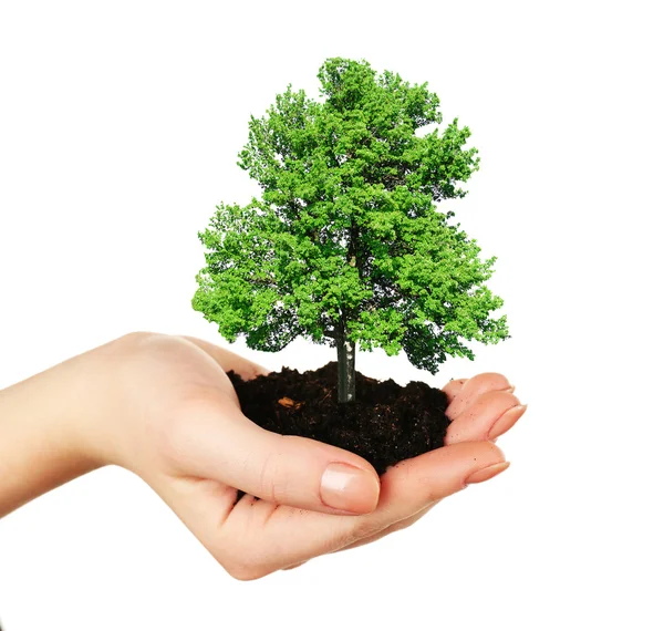 Small tree in hand isolated on white — Stock Photo, Image