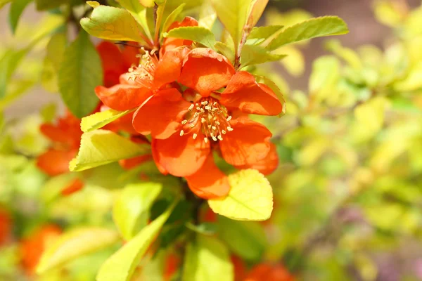 Bela flor de fruta, ao ar livre — Fotografia de Stock