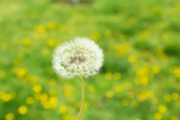 Flor de diente de león, al aire libre —  Fotos de Stock