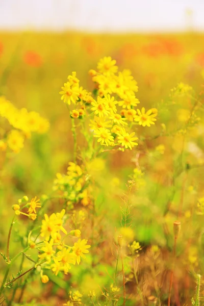 Vakre blomster – stockfoto