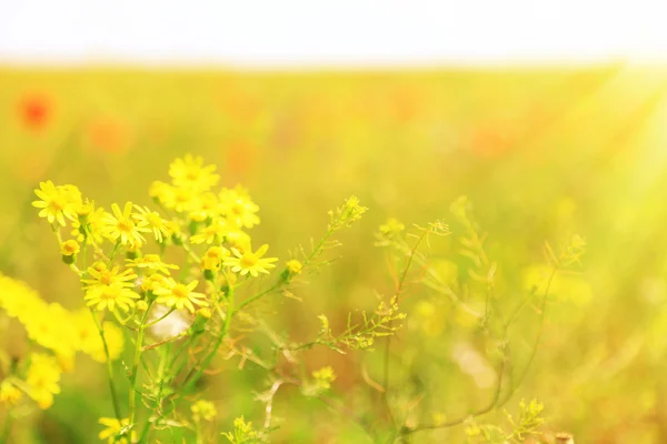 Bellissimi fiori di margherita nel campo — Foto Stock