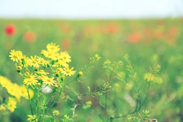 Hermosas flores de margarita — Foto de Stock