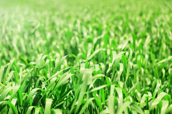 Beautiful green field — Stock Photo, Image