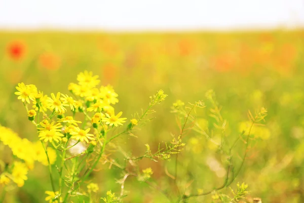 Schöne Gänseblümchen-Blumen — Stockfoto