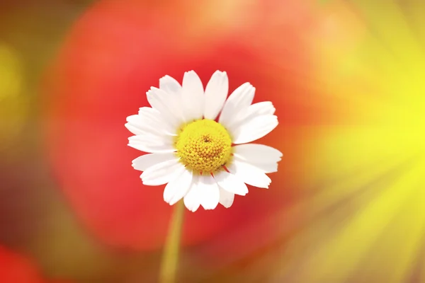 Prachtige daisy bloem, buitenshuis — Stockfoto