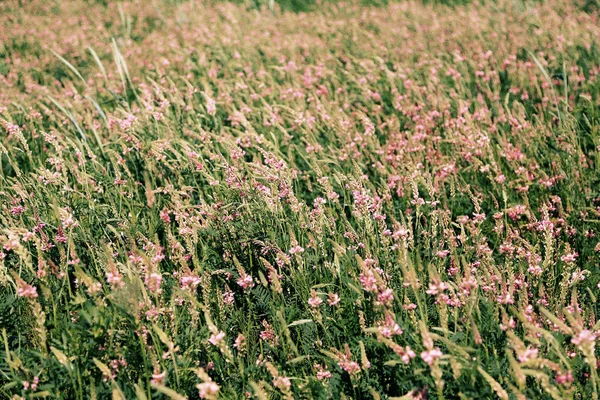 Hermosas flores silvestres en el campo —  Fotos de Stock