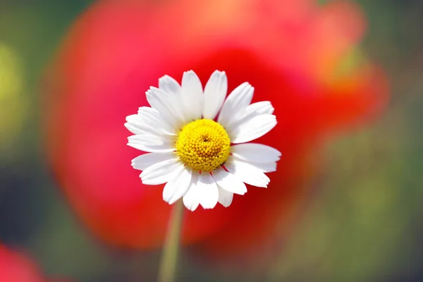 Цветок, открытый грунт — стоковое фото