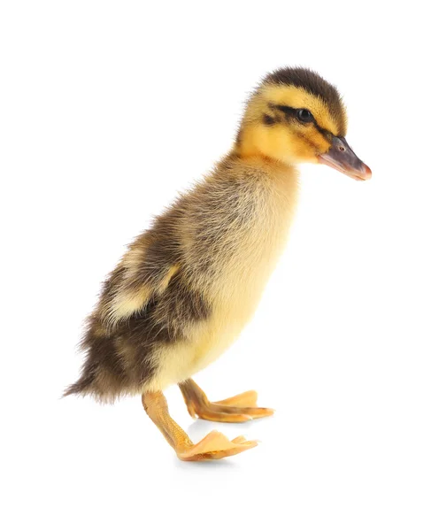 Kleines süßes Entlein isoliert auf weißem Grund — Stockfoto