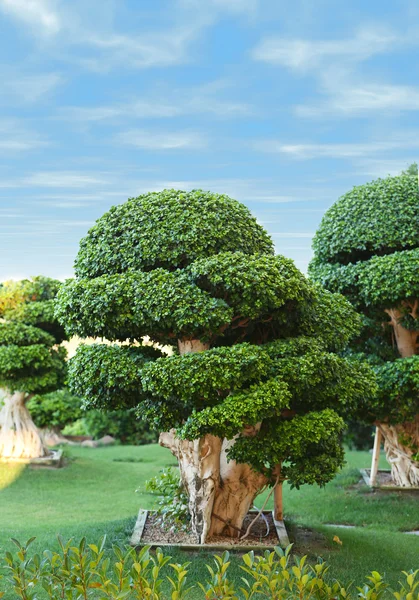 Schöne Bäume im Park — Stockfoto