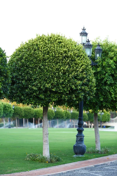 Hermosos árboles en el parque — Foto de Stock