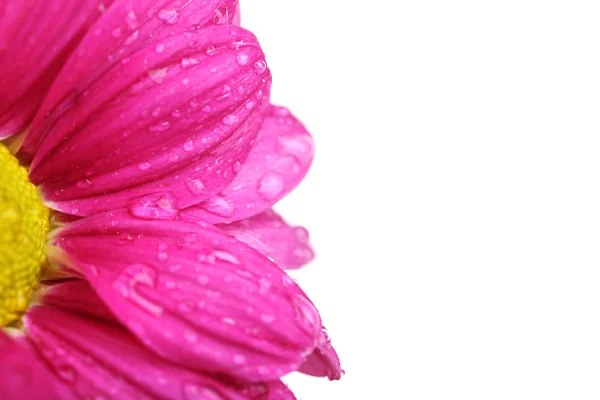 Gouttes d'eau sur les pétales de chrysanthème, gros plan — Photo