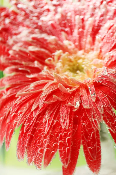 Beautiful flower in sparkling water, close-up — Stock Photo, Image