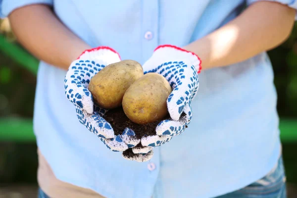 Potatoes in hands close-up — Stock Photo, Image