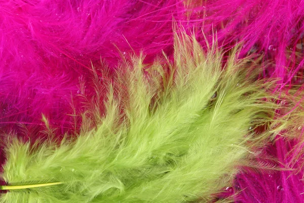 Colorful feather, close-up — Stock Photo, Image