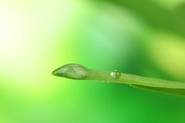 Hierba fresca con gotas de rocío —  Fotos de Stock