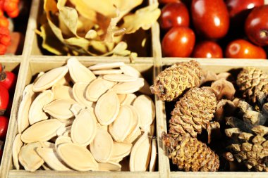 Dekoratif ahşap kutusunda, sonbahar kompozisyon yakın çekim