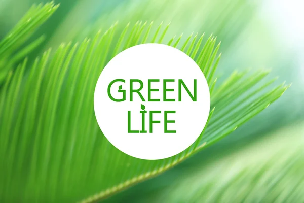 Palmera deja primer plano, concepto de vida verde —  Fotos de Stock