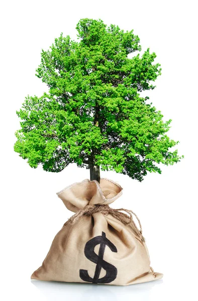 Albero verde in sacchetto con un segno di dollaro — Foto Stock