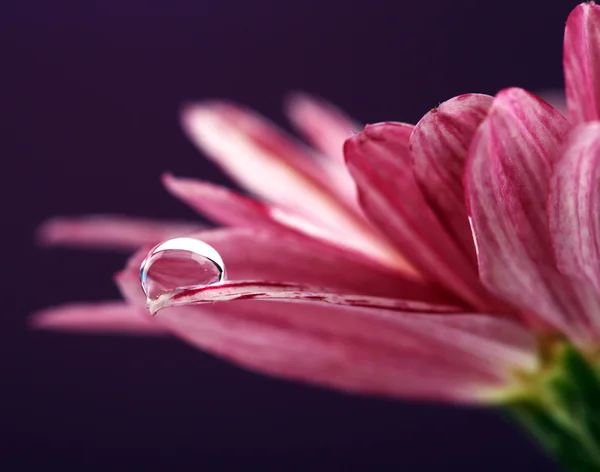 Waterdruppel op paarse bloem op donkere achtergrond — Stockfoto
