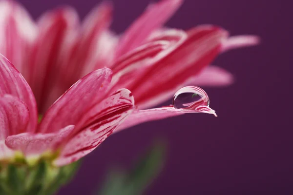 Gota de agua sobre flor púrpura sobre fondo oscuro — Foto de Stock