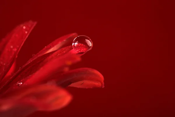 Gotas de agua sobre flor roja sobre fondo oscuro — Foto de Stock