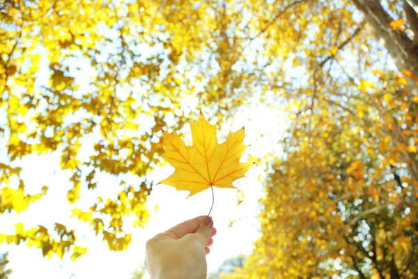 Hand holding autumnal maple leaf — Stock Photo, Image