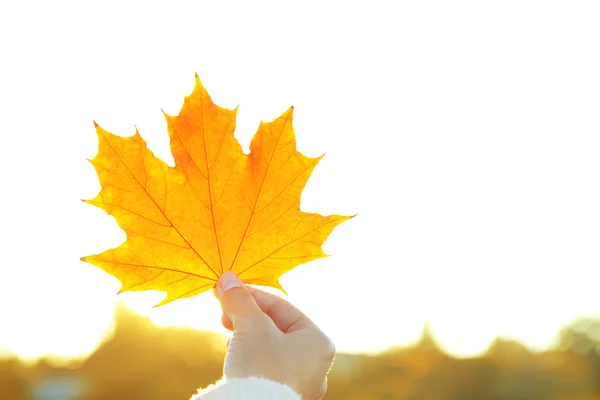 Hand holding yellow maple leaf — Stock Photo, Image