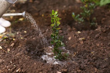 Bahçede dikim ağaç