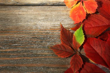 güzel sonbahar yaprakları