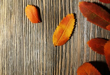 güzel sonbahar yaprakları