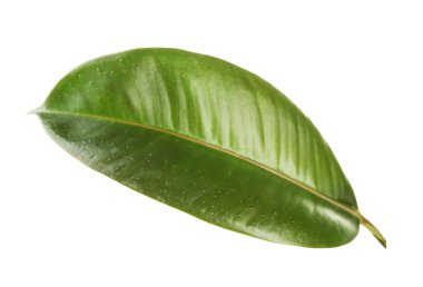 Ficus veya kauçuk ağacı