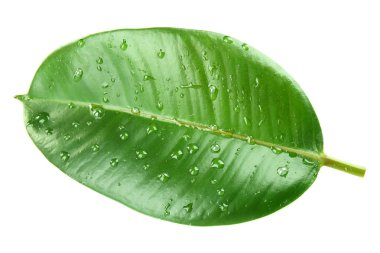 Ficus veya kauçuk ağacı