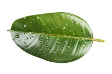 Ficus veya kauçuk ağacı