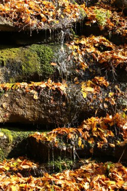 güzel sonbahar şelale