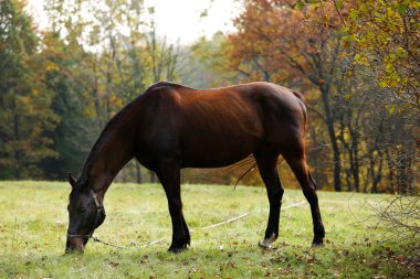 arazide güzel kahverengi at