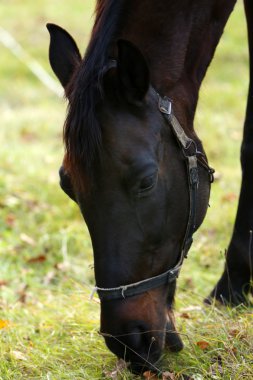 arazide güzel kahverengi at