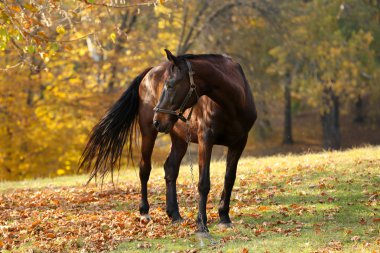 arazide güzel kahverengi at