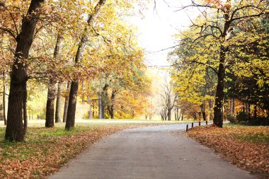Parkta güzel sonbahar ağaçlar