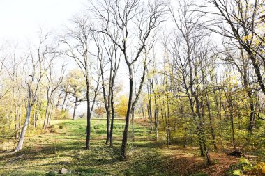 Güzel doğa arkaplanı