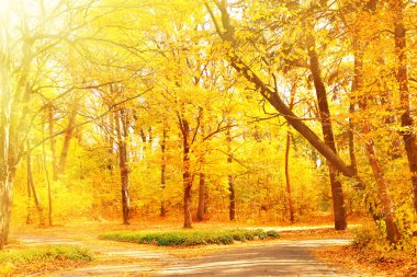 Parkta güzel sonbahar ağaçlar
