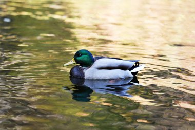 suda yüzen ördekler