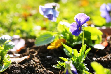Bahçedeki güzel çiçekler